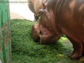 Hippopotamus Picture