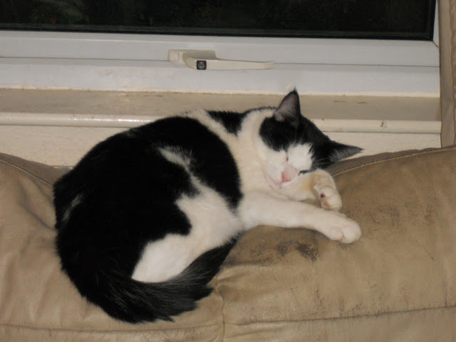 Cody sleeping on back of couch