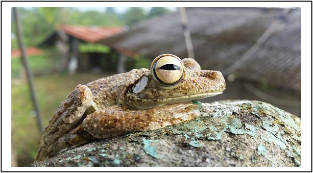 La quitridiomicosis, el hongo Batrachochytrium dendrobatidis