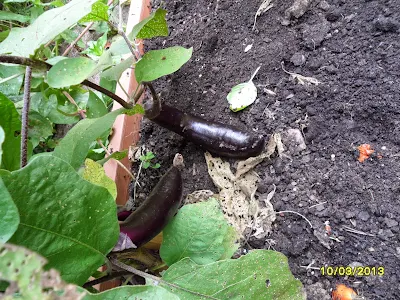 garden, fall