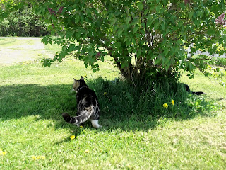 two cats in a bush