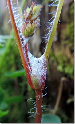 2014-04-15 WBX cuckoo spit