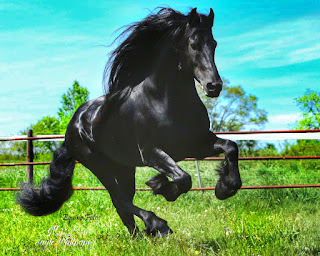 Horse Animals Beutifu wallpaper HD quality status instagram facebook free download mobile Desktop