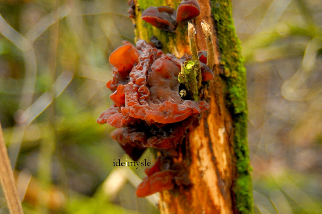 uszak bzowy, ucho bzowe, grzyby zimowe, grzyby wiosenne, jadalne huby, grzyb mun, grzyb mung, auricularia auricula-judae, wood ear, jelly ear