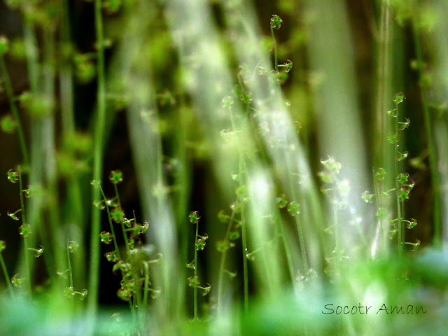 Mitella pauciflora