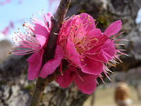 梅の香りは芳しい