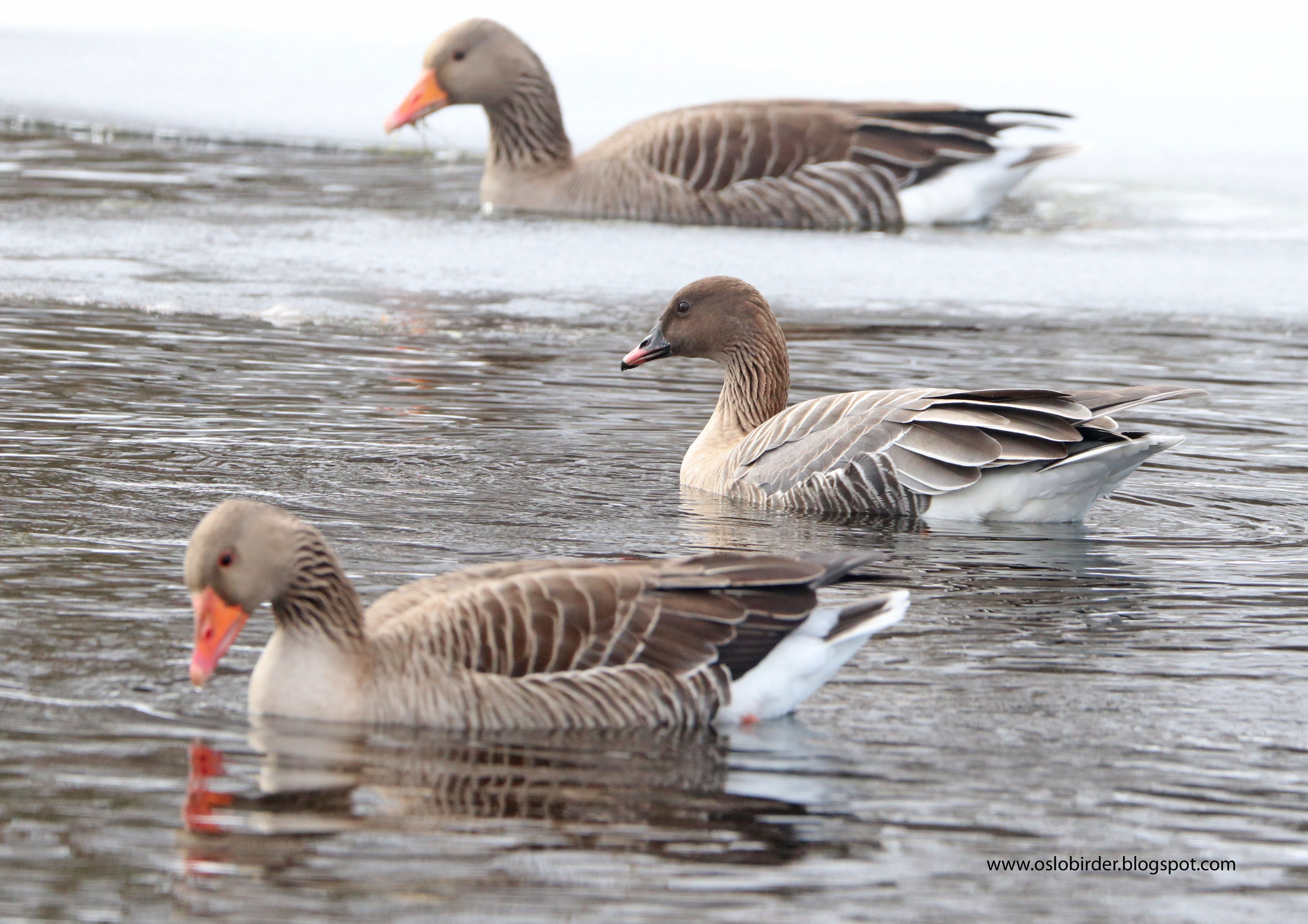 Pink-footed Goose in pair