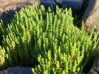 Glaux maritime - Lysimachia maritima - Glaux maritima - Glauce maritime