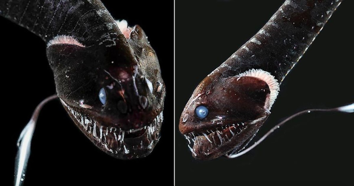 Biologists Discover 16 'Ultra Black' Fish Species That Absorb 99.9% Of Sunlight