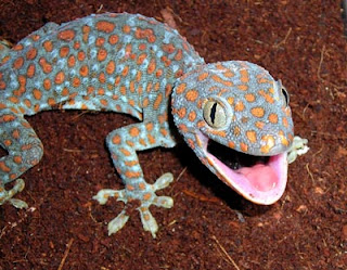 Tokay gecko