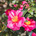 Sasanquas - Camellia sasanqua - The Perfect Fall Flower