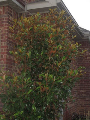 susan magnolia tree pictures. a dwarf magnolia tree to