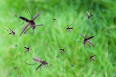 Mosquitoes Yard and Grass