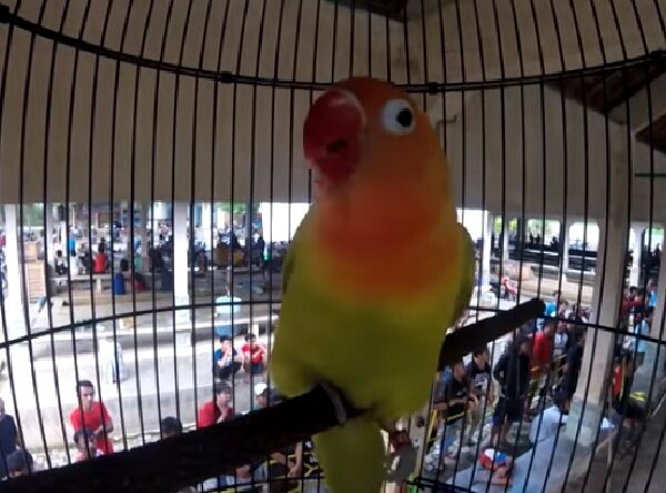 Jebol Birahi Lovebird Paud