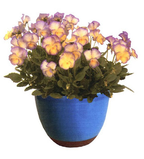 Viola plant named Sweetheart, PP28,353