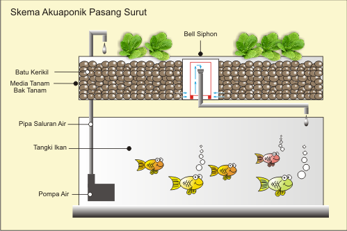 akuaponik aquaponik  hidroponik akuakultur ikan 