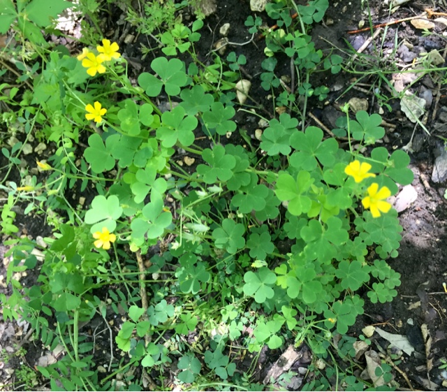 The Foraged Foodie Identifying And Foraging Common Wood Sorrel A Common Edible Weed Often Mistaken For Clover Or Shamrock Perfect For Beginners