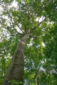 Konsep Terpopuler Gambar Pohon Meranti, Meja Kantor