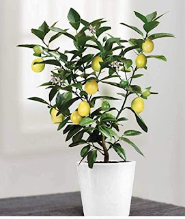 How to Grow a Lemon Tree Indoors