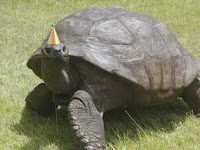 Jonathan, The World's Oldest Land Animal, Celebrates His Official 190th Birthday.