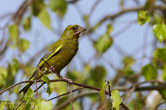 Grünling / Grünfink (Carduelis chloris)