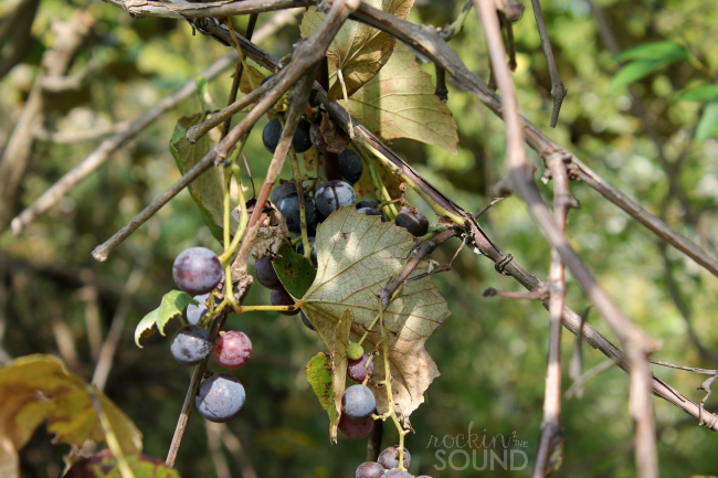 grapes2