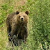 Δορυφόρος παρακολουθεί στενά έξι αρκούδες σε Καστοριά- Κοζάνη