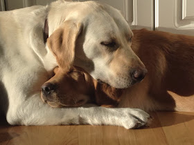 Cute dogs - part 6 (50 pics), two dogs cuddling and sleeping