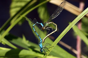 "Common blue damselflies (Enallagma cyathigerum) female dull green form mating wheel" by Charlesjsharp - Own work, from Sharp Photography, sharpphotography. Licensed under CC BY-SA 4.0 via Wikimedia Commons - https://commons.wikimedia.org/wiki/File:Common_blue_damselflies_(Enallagma_cyathigerum)_female_dull_green_form_mating_wheel.jpg#/media/File:Common_blue_damselflies_(Enallagma_cyathigerum)_female_dull_green_form_mating_wheel.jpg
