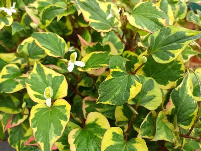 Planta camaleón (Houttuynia cordata "Chameleon").