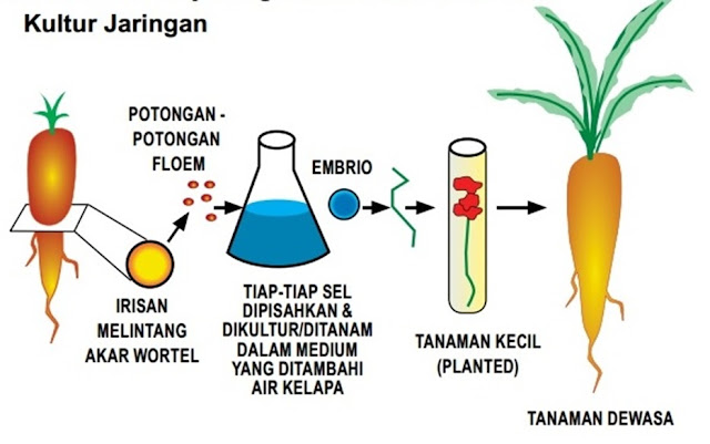 Soal Bioteknologi