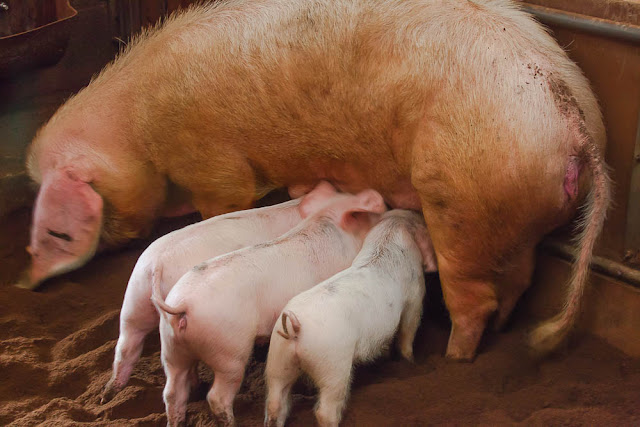 Trois bébés cochons tètent leur mère, qui attend patiemment.