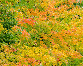 Fall foliage free desktop background by Jeanne Selep