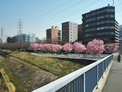 ワールドカップ大橋から見る横浜緋桜