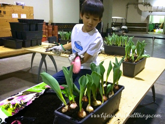 Tulipmania5
