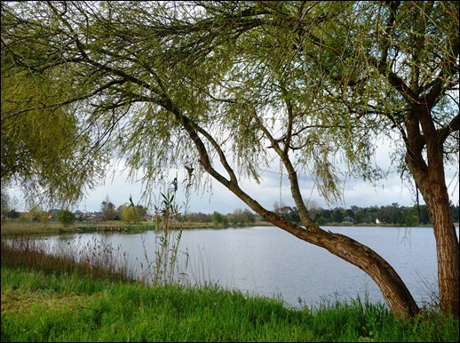 Mira - Lagoa