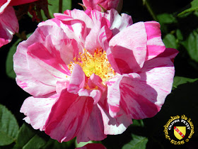 VILLERS-LES-NANCY (54) - La roseraie du Jardin botanique du Montet - Rosa gallica versicolor