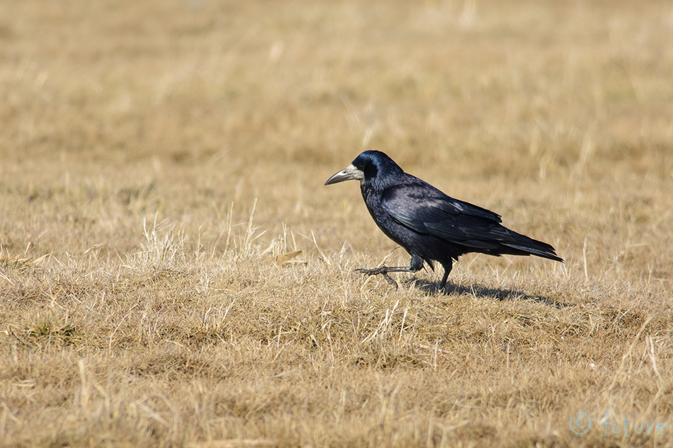 Künnivares, Corvus frugilegus, Western Rook, vares, crow