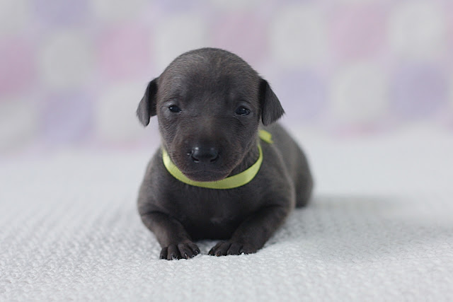 Italian Greyhound puppies