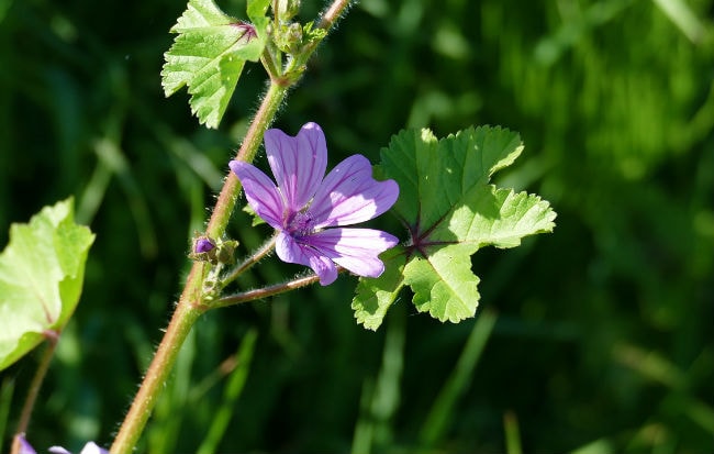 Malva sylvestris cura la tosse