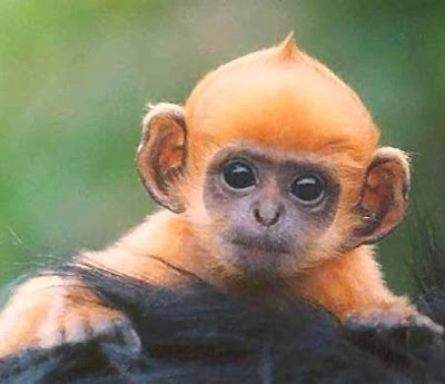 Cute Orange Baby Monkey