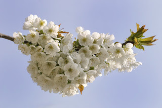 Gambar Bunga Sakura Paling cantik di Jepang 19000