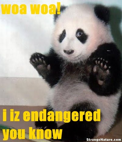 Funny  Pictures  on Funny Animals   Scared Panda    Funny Animal Pictures   Strangenature