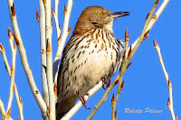 The Brown thrasher is the State Bird of Georgia - photo by Roberta Palmer
