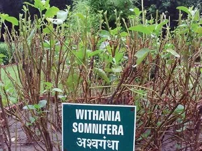 अश्वगंधा (Winter cherry) आयुर्वेदिक चिकित्सा पद्धति में एक महत्वपूर्ण पौधा है।  Ashvagandha plant is major ingredient of many ayurvedic medicines