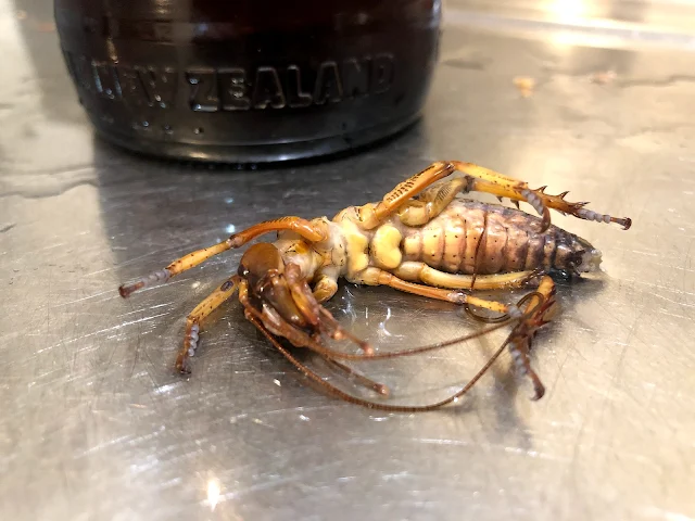 weta in a beer bottle