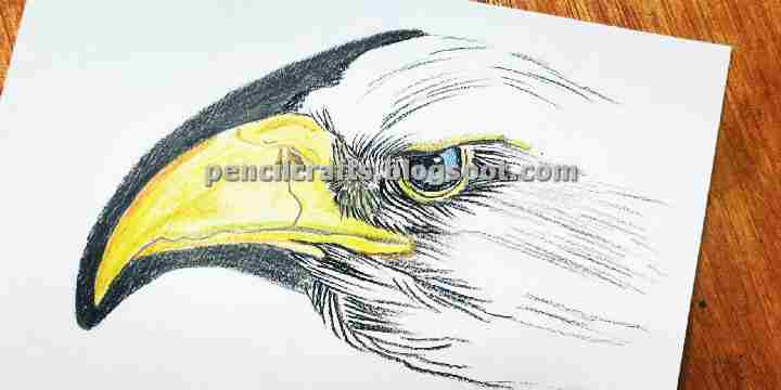 Eagle Color Pencil Drawings and sketches