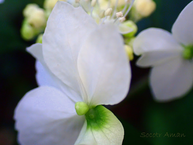 Hydrangea serrata