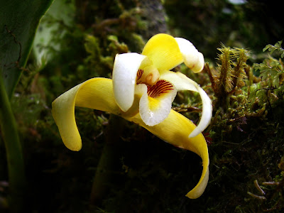 Maxillaria angustisegmenta - Narrow Segmented Maxillaria care