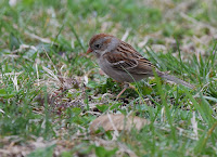 Field Sparrow – Carondelet Park, MO – Mar. 2017 – photo by Andy Reago and Chrissy McClarren